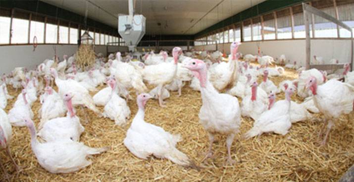 poule